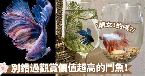 家裡養的魚|新手養魚首選魚類有哪些？－風生水起「燈」好運。